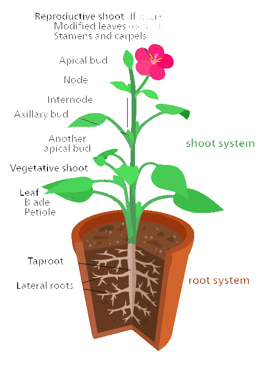 Anatomy of Plants: Structure and Functions