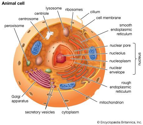 Basics of Cell Biology: Structure and Function