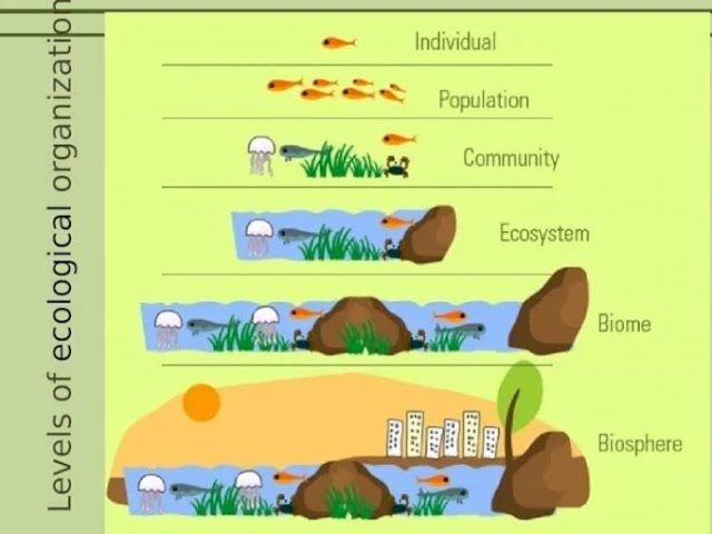 Ecology Basics: Ecosystems and Biodiversity