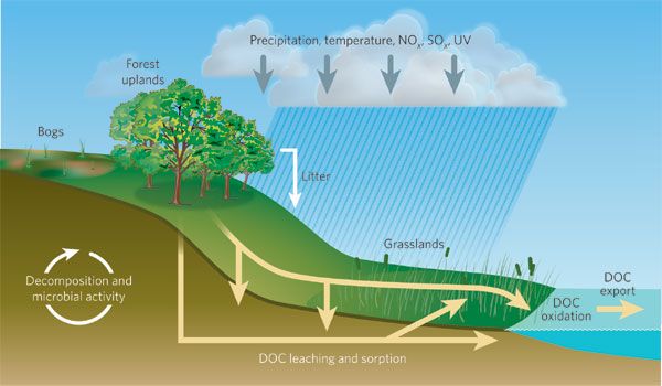 Environmental Chemistry: How Chemicals Impact Nature