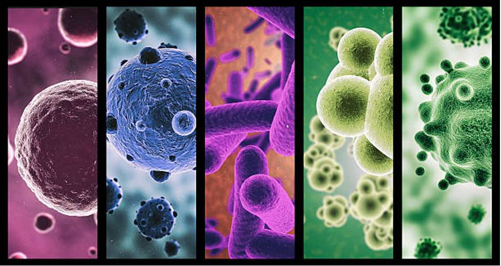 Microbiology: Exploring the World of Microorganisms